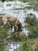 5th Feb 2024 - Water dog. 