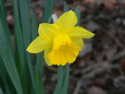 5th Feb 2024 - Daffodil in Neighbor's Yard 