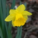Daffodil in Neighbor's Yard  by sfeldphotos