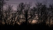 5th Feb 2024 - Sunset through the wires and trees