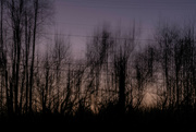 5th Feb 2024 - Sunset through the wires and trees-2