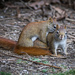 Red Squirrels do IT! by berelaxed