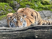 2nd Feb 2024 - One of the brothers at the Portland Zoo