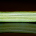 36-365 Cucumber by juliecor