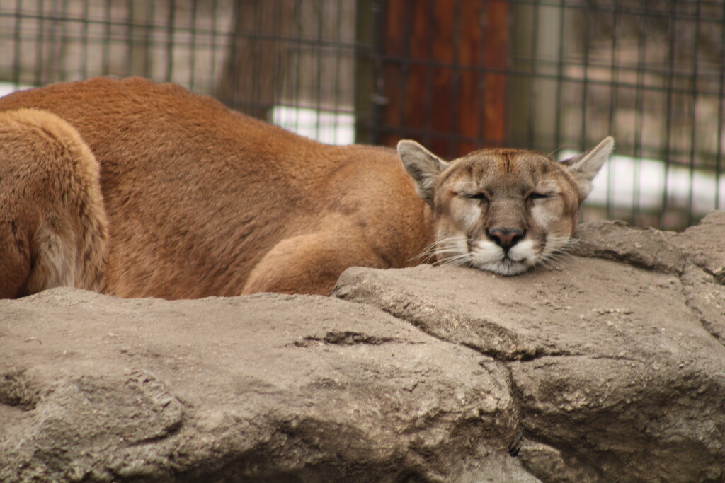 Snoozing cougar by mltrotter