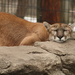 Snoozing cougar by mltrotter