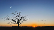 5th Feb 2024 - Benjamins Sunset Tree