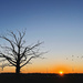 Benjamins Sunset Tree by pdulis