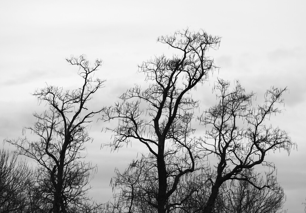 February 4: Trees by daisymiller