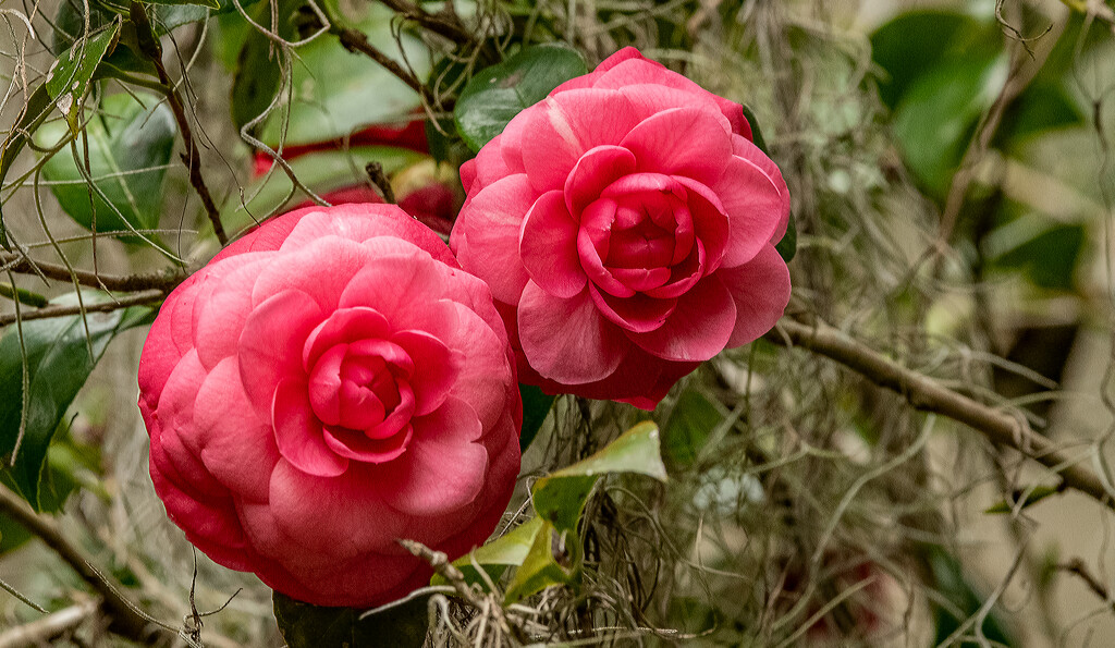The Camellia's are Still Blooming! by rickster549