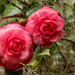 The Camellia's are Still Blooming! by rickster549