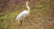 5th Feb 2024 - The Egret Was Really Nervous About Having It's Picture Taken!
