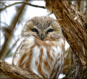 5th Feb 2024 - Saw-Whet Owl Day Two