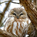 Saw-Whet Owl Day Two by bluemoon