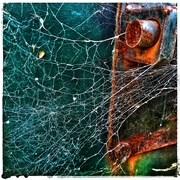 6th Feb 2024 - A Tangled Web