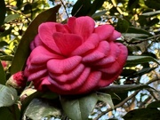 6th Feb 2024 - Camellia