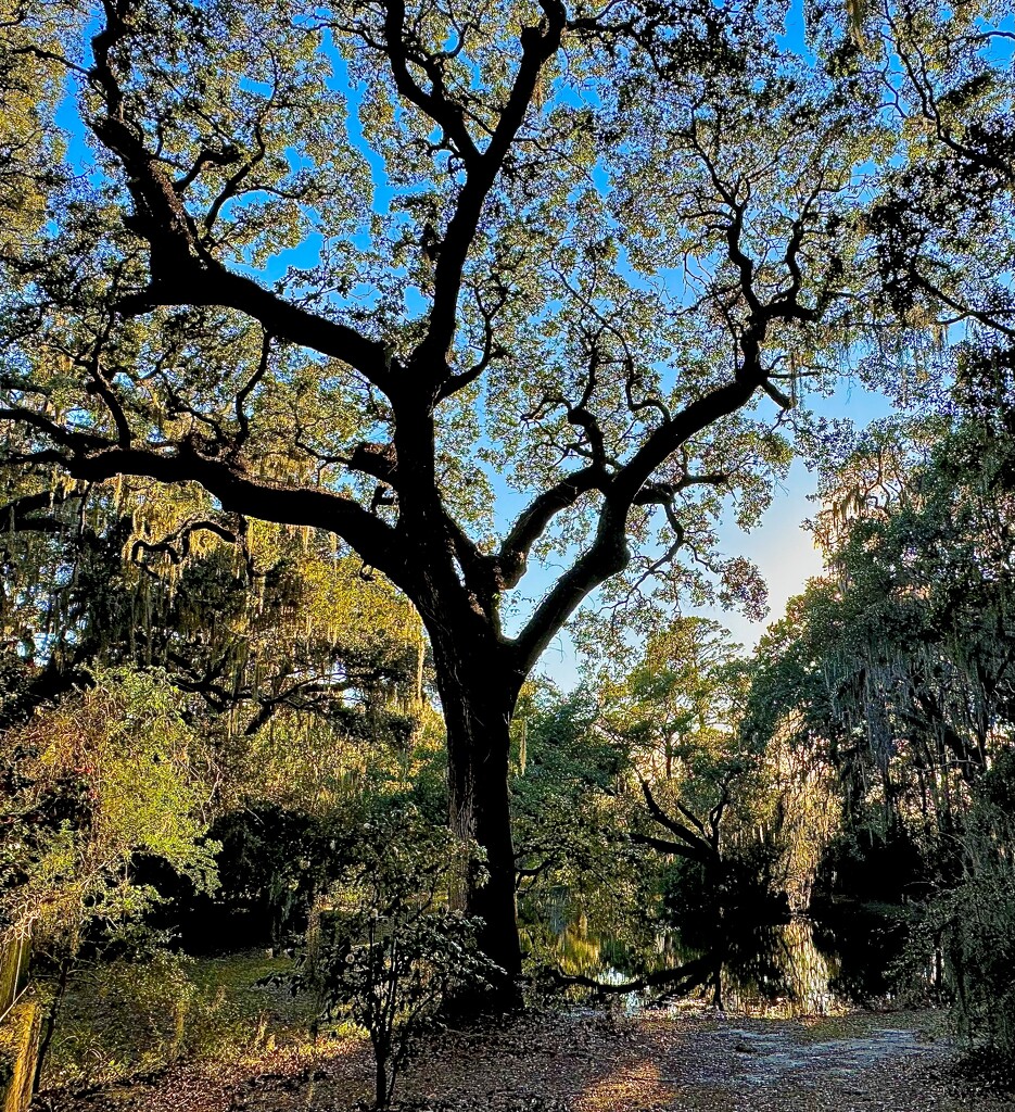 Majestic oak tree by congaree