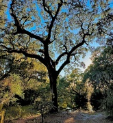 6th Feb 2024 - Majestic oak tree