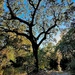 Majestic oak tree