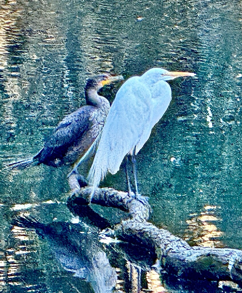 Egret and anhinga by congaree