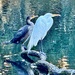 Egret and anhinga by congaree