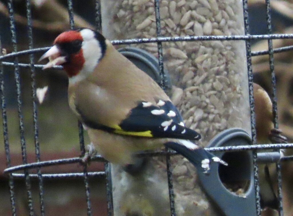 Goldfinches have returned by orchid99