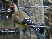 6th Feb 2024 - Goldfinches have returned