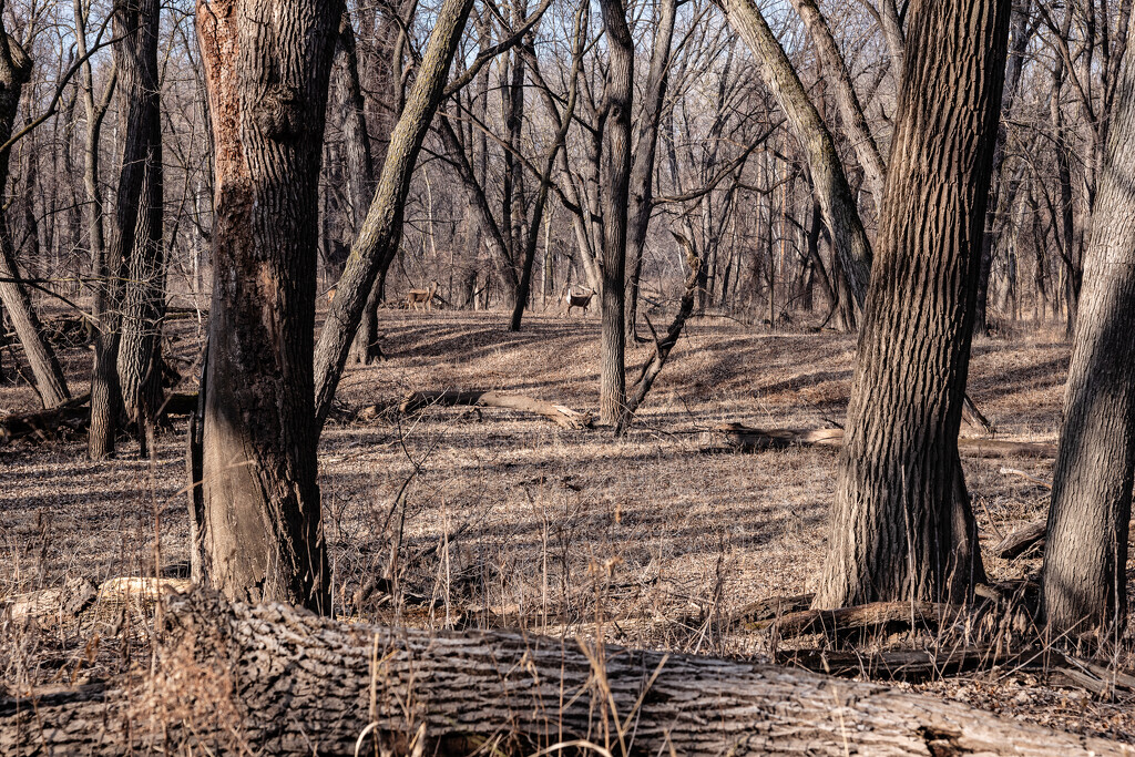 Deer in the Woods by tosee