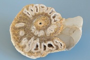 5th Feb 2024 - Ancient Nautilus
