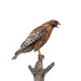 Red Shoulder Hawk by bobbic