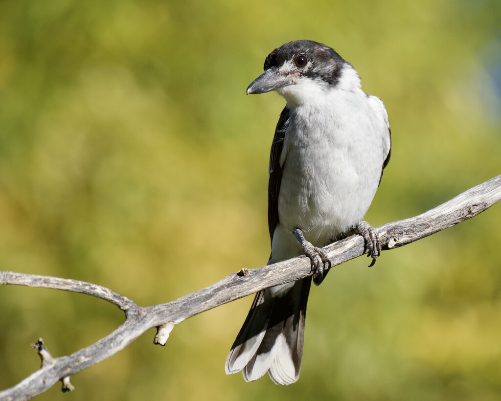 The Butcherbirds Were Out And About P2065674 by merrelyn