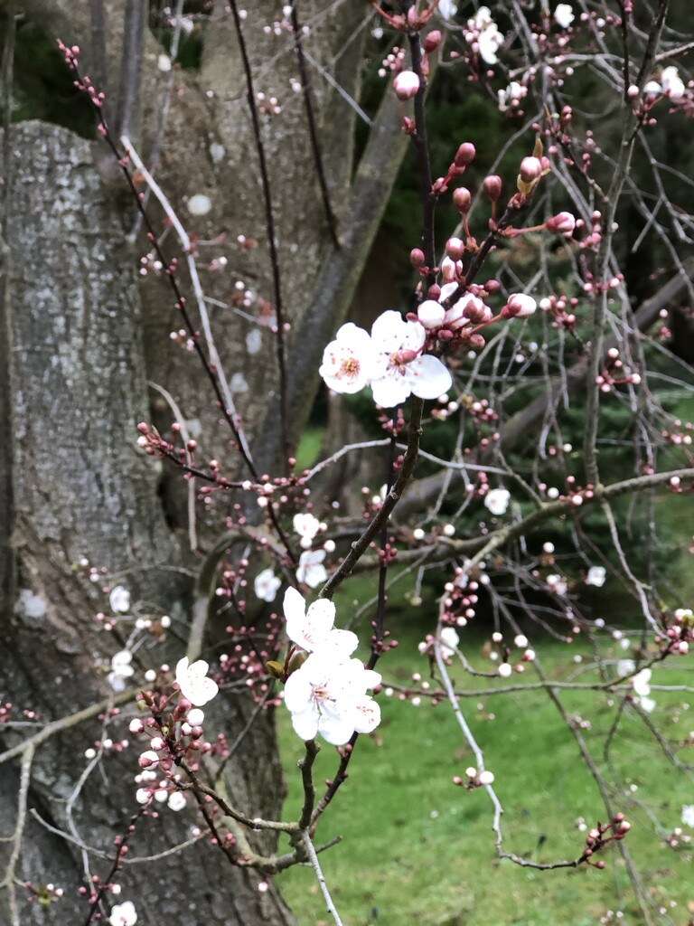Pretty Blossom by susiemc