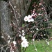 Pretty Blossom by susiemc