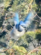 6th Feb 2024 - Blue Jay