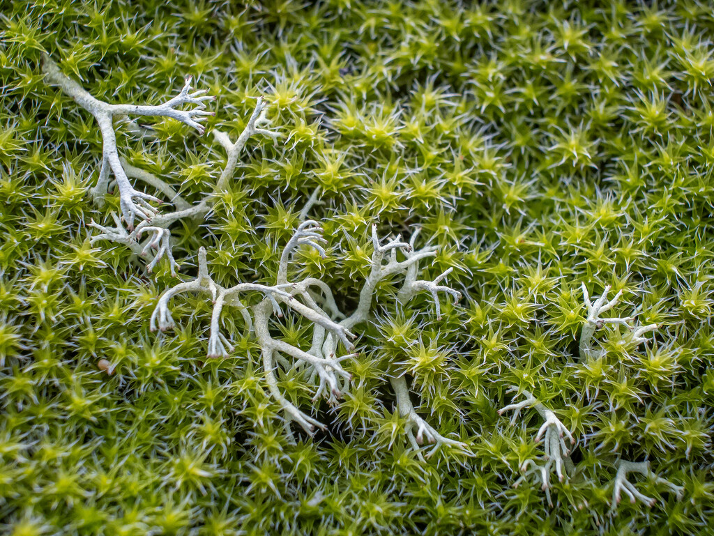 Moss and lichen by haskar
