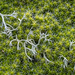 Moss and lichen by haskar