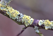 6th Feb 2024 - tree lichen