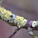 tree lichen by ollyfran