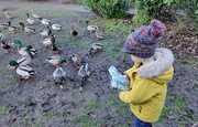 14th Jan 2023 - Hungry Ducks