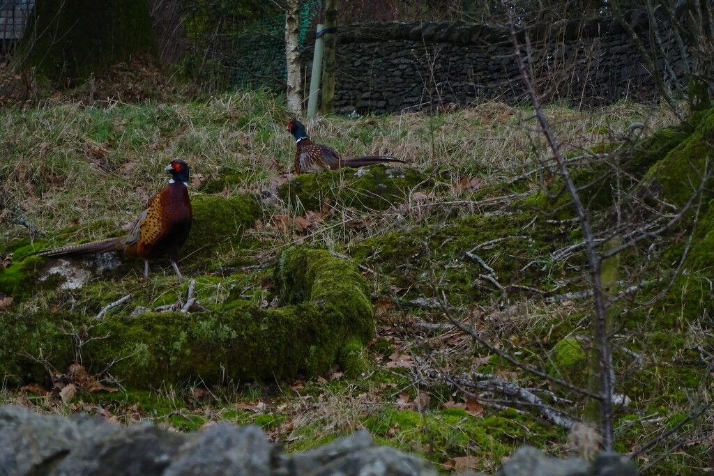 pheasants by anniesue