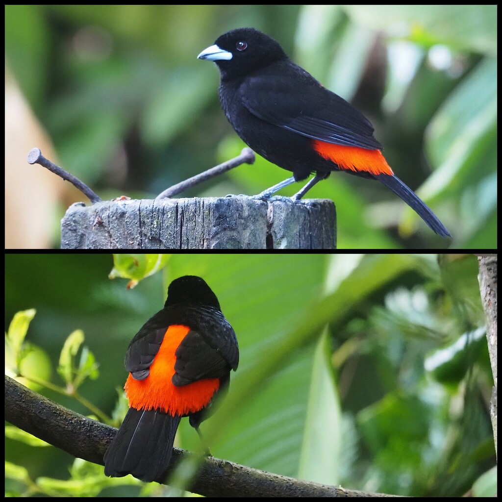 Scarlet - rumpled Tanager, Costa Rica by redy4et