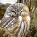 Saw-Whet Owl 