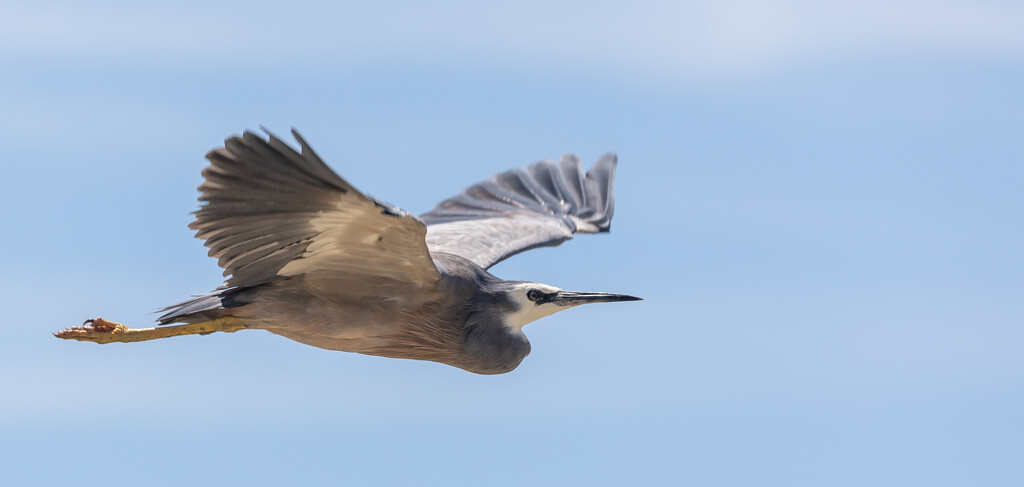White faced heron in full flight by creative_shots