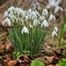Snowdrops by anncooke76