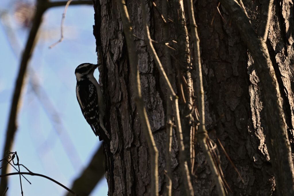 The tree is too big for the dinky Downy Woodpecker by peachfront