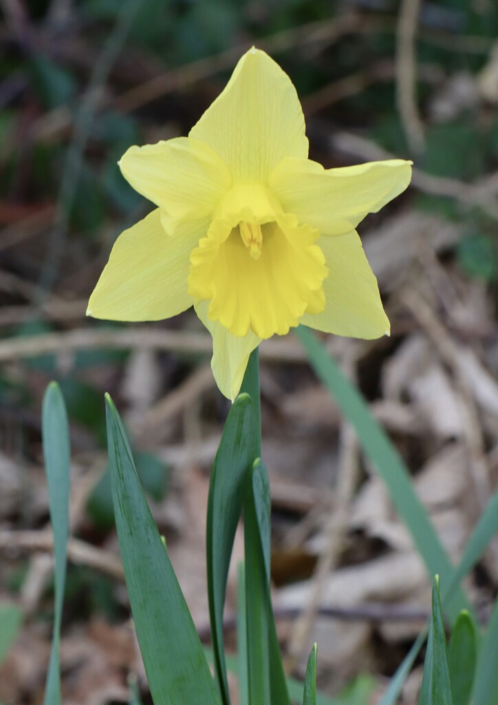 Daffodil by jeremyccc