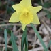 Daffodil by jeremyccc