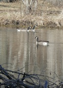 6th Feb 2024 - Canadian Geese at Morton Arboretum. 