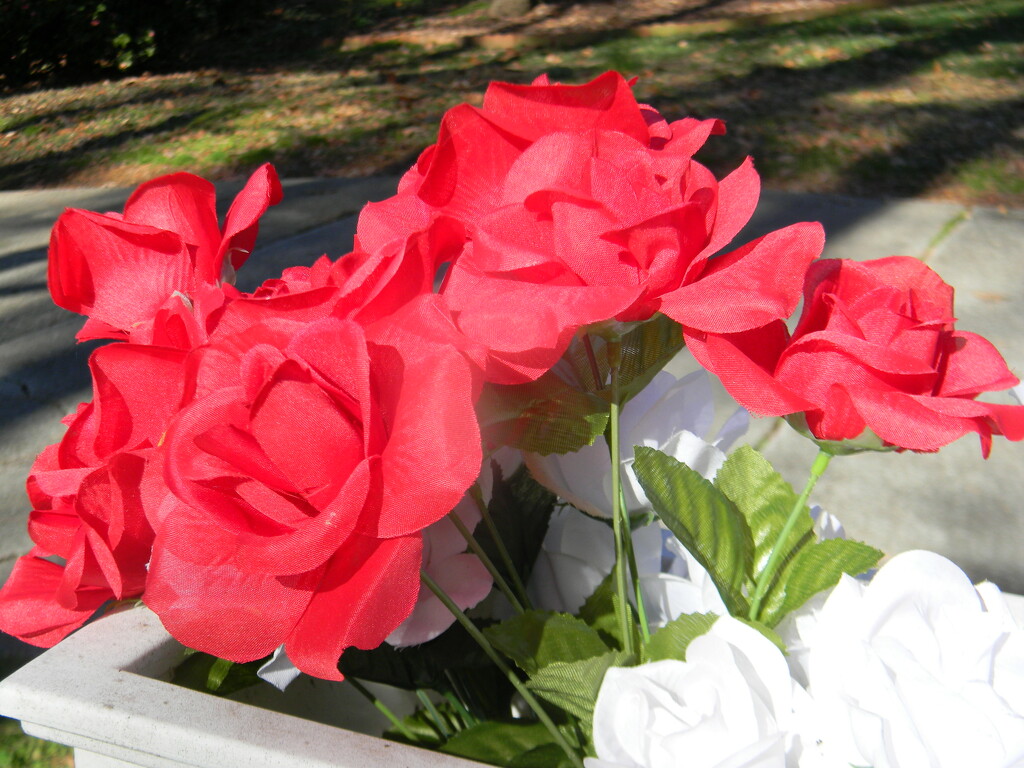 Roses on Neighbor's Mailbox by sfeldphotos