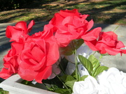 6th Feb 2024 - Roses on Neighbor's Mailbox